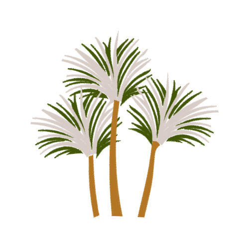 Palms Other Palms Other