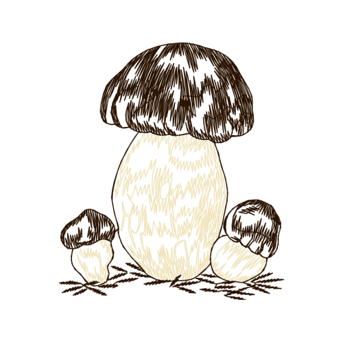 Penny Bun Other Penny Bun Other