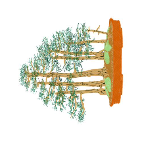 Pond Pine Other Pond Pine Other