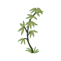 Pond Pine Other Pond Pine Other