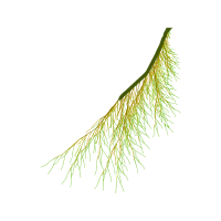 Pond Pine Other Pond Pine Other