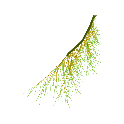 Pond Pine Other Pond Pine Other