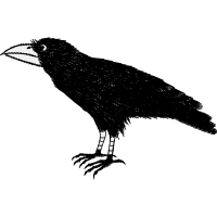 Red Tailed Hawk Other Red Tailed Hawk Other