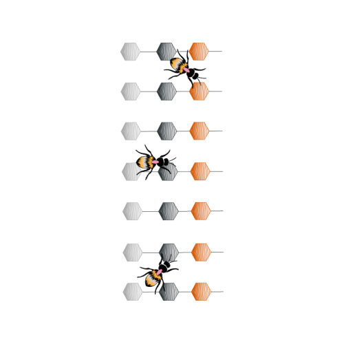 Scallops Other Scallops Other