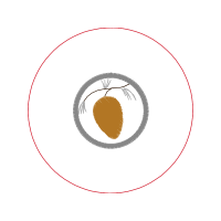 Seedless Fruit Other Seedless Fruit Other