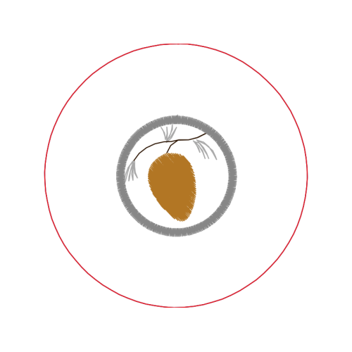 Seedless Fruit Other Seedless Fruit Other