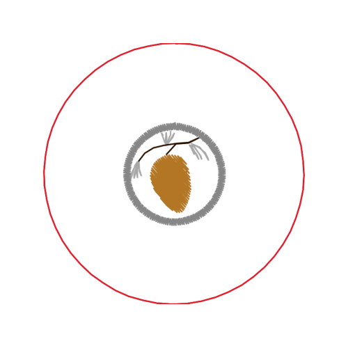 Seedless Fruit Other Seedless Fruit Other