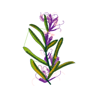 Snow Crocus Other Snow Crocus Other