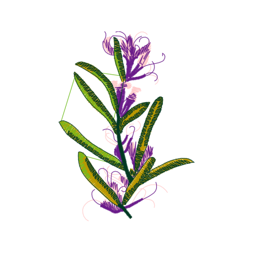 Snow Crocus Other Snow Crocus Other