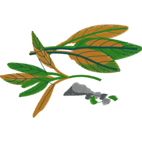 Sourwood Other Sourwood Other