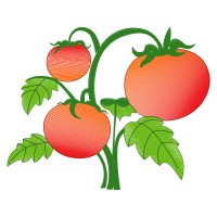 Tomato Other Tomato Other