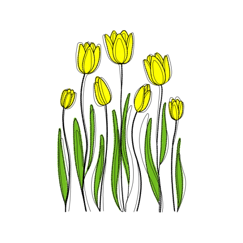 Tulip Other Tulip Other