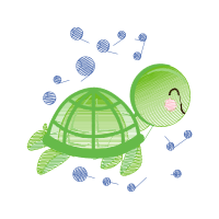 Turtles Other Turtles Other