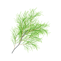 Twig Other Twig Other