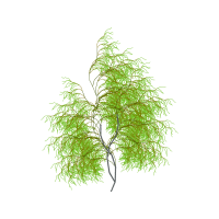 Twig Other Twig Other