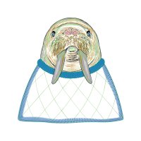 Walrus Other Walrus Other