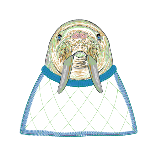 Walrus Other Walrus Other