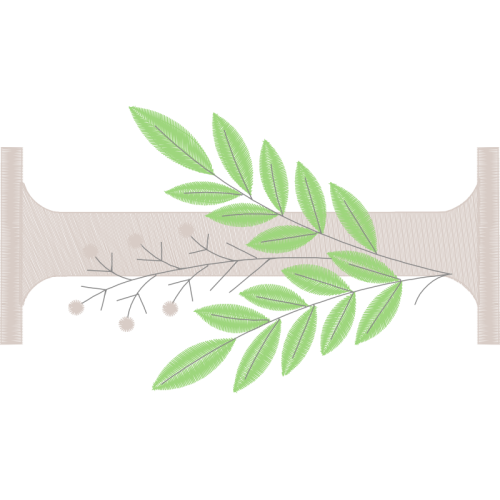 Winged Elm Other Winged Elm Other