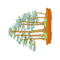 Youse Ue Bonsai 200X300 Embro Other Youse Ue Bonsai 200X300 Embro Other