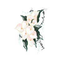 Arum Lily Other Arum Lily Other