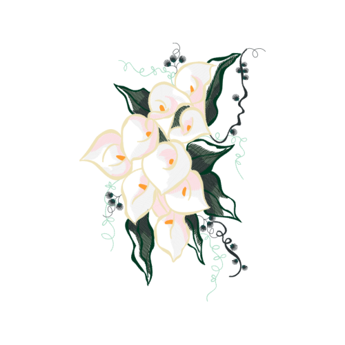 Arum Lily Other Arum Lily Other