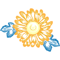 Barberton Daisy Other