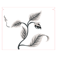 Cattleya Orchids Other Cattleya Orchids Other