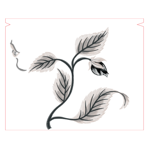 Cattleya Orchids Other Cattleya Orchids Other