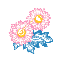 Chrysanthemum Other Chrysanthemum Other