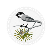 Coraciiformes Other Coraciiformes Other