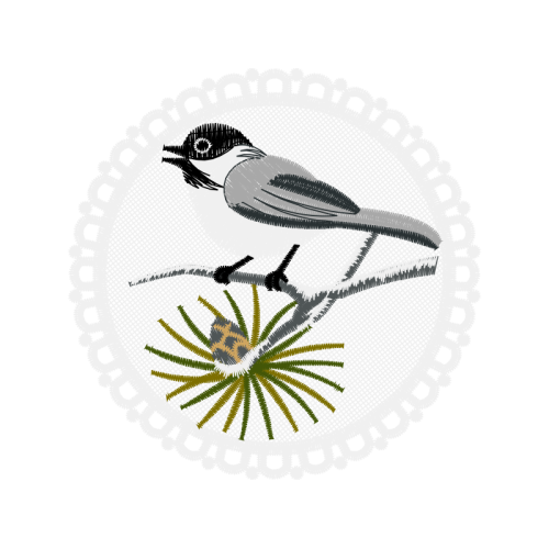 Coraciiformes Other Coraciiformes Other