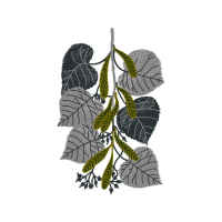 European Horse Chestnut Other