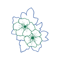 Flower Other Flower Other