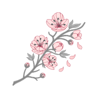 Japanese Camellia Other Japanese Camellia Other