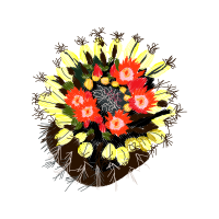 Orange Other Orange Other