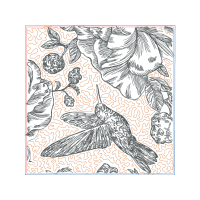 Peregrine Falcon Other Peregrine Falcon Other