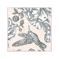 Peregrine Falcon Other Peregrine Falcon Other