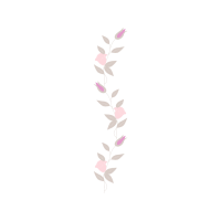 Sasanqua Camellia Other