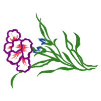 Satinflowers Other Satinflowers Other