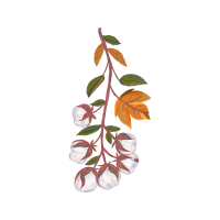 Sourwood Other Sourwood Other