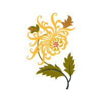 Spider Flower Other Spider Flower Other