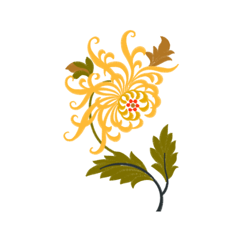 Spider Flower Other Spider Flower Other