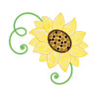 Transvaal Daisy Other Transvaal Daisy Other