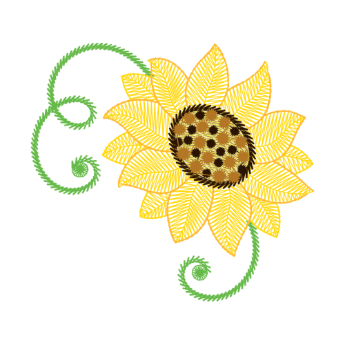 Transvaal Daisy Other Transvaal Daisy Other