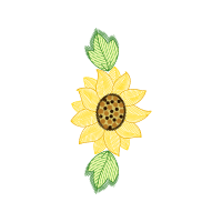 Transvaal Daisy Other Transvaal Daisy Other