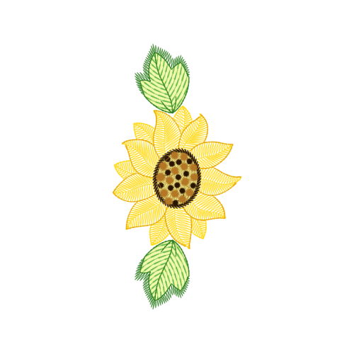 Transvaal Daisy Other Transvaal Daisy Other