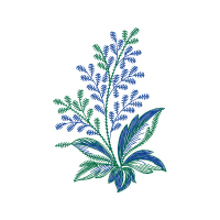 Vervain Other Vervain Other