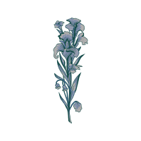 Yellowspike Orchids Other