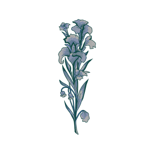 Yellowspike Orchids Other Yellowspike Orchids Other