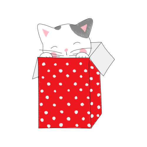 American Shorthair Other American Shorthair Other